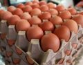¿Qué hace a nuestra línea ser la más conveniente para los productores de Huevo?