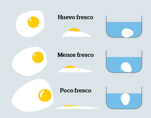 Cómo reconocer huevos frescos? – Avícola Germana